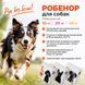 Робенор 20 мг для собак, упаковка (10 табл)