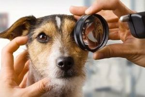 «Сухе око» у собаки. Кератокон'юнктивіт